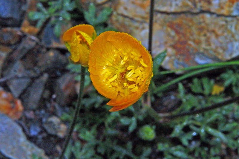 Ranunculus paludosus / Ranuncolo paludoso